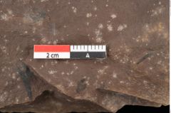 Foto (Detailansicht) von Graminea ? sp.  (NHMW-GEO-2024-0188-0387)